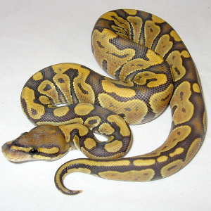 Hatchling orange ghost morph ball python. CC-licensed image from: https://commons.wikimedia.org/wiki/File:Orange_Ghost_%28Hypomelanistic%29_Ball_Python.jpg